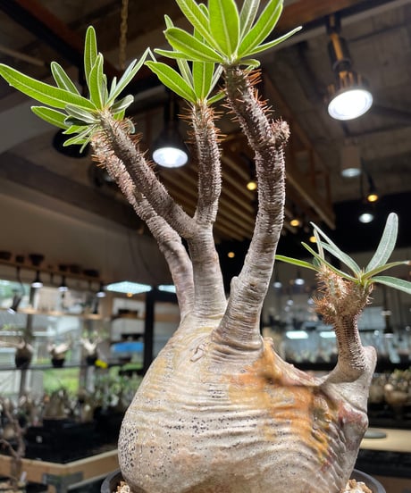 パキポディウム グラキリス　Pachypodium gracilius 　発根済　(gk-235)