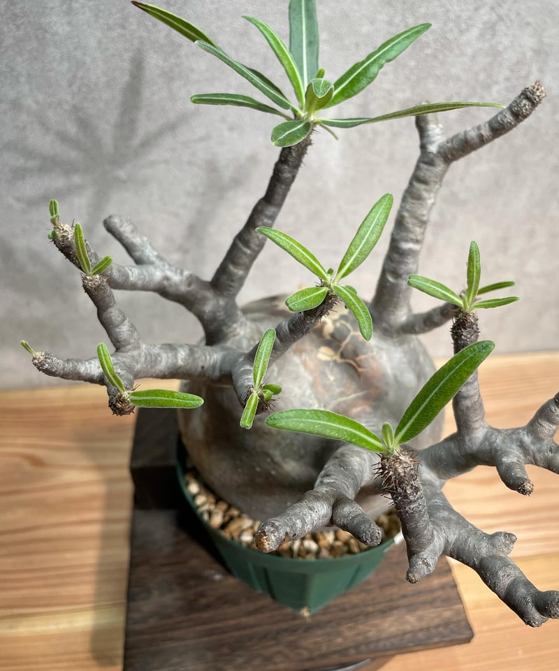 パキポディウム グラキリス Pachypodium gracilius 発根済(塊根