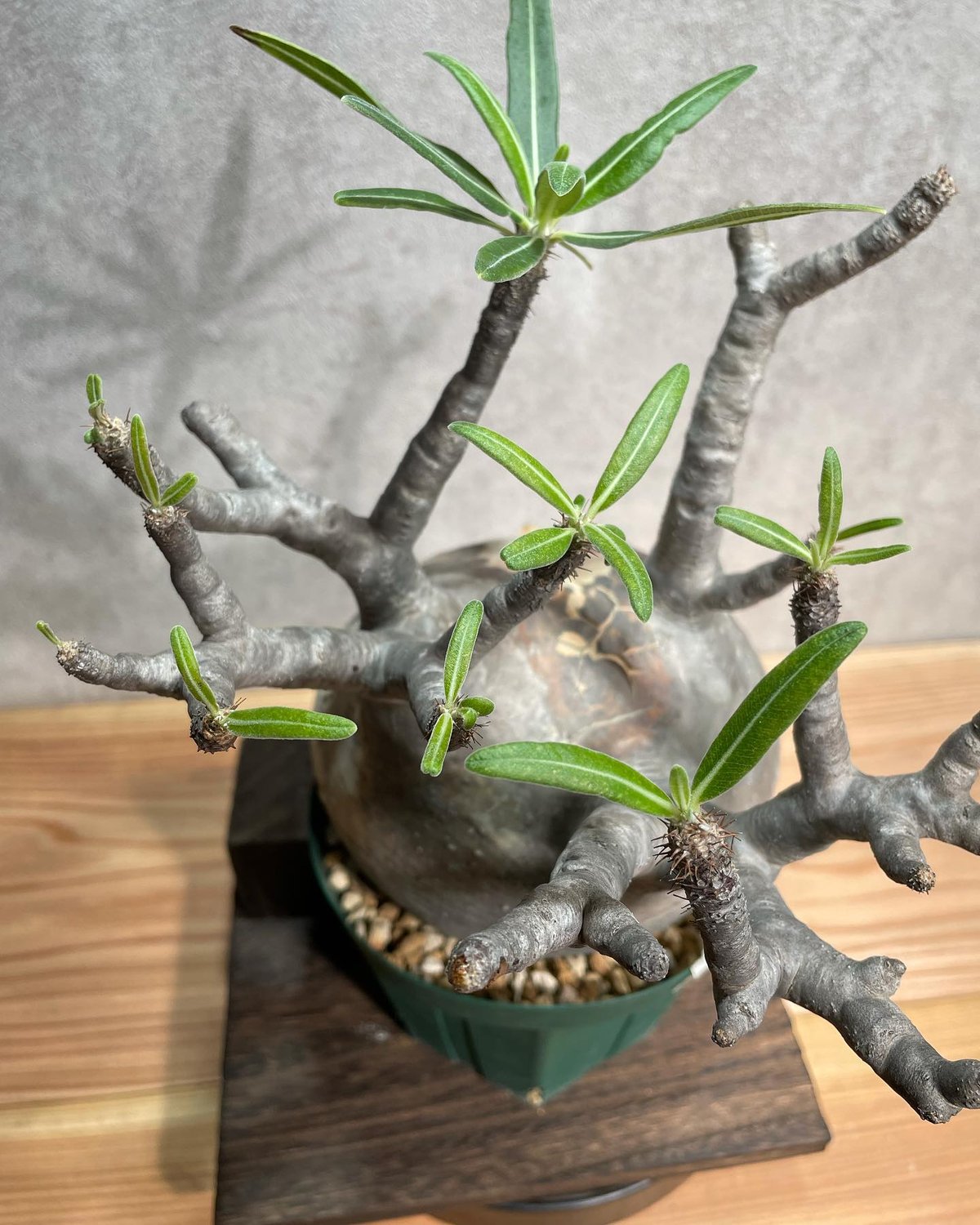 パキポディウム グラキリス　Pachypodium gracilius 　発根済(塊根幅13ｃｍ)　(商品番号gk-23)