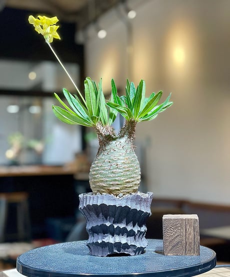 パキポディウム グラキリス　Pachypodium gracilius 　発根済　(塊根幅約7.5ｃｍ)　(商品番号gk-188)　鉢：Kuniaki Matsui