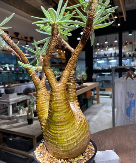 パキポディウム グラキリス　Pachypodium gracilius 　発根済　(gk-516）