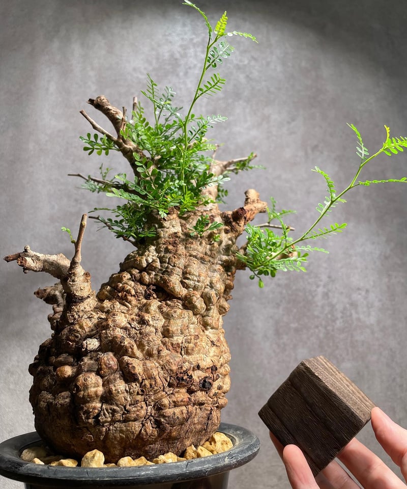 発根済）Operculicarya pachypus オペルクリカリア パキプス オペルクリカリア パキプス／Operculicarya pachypus 発根済 (商品番号P