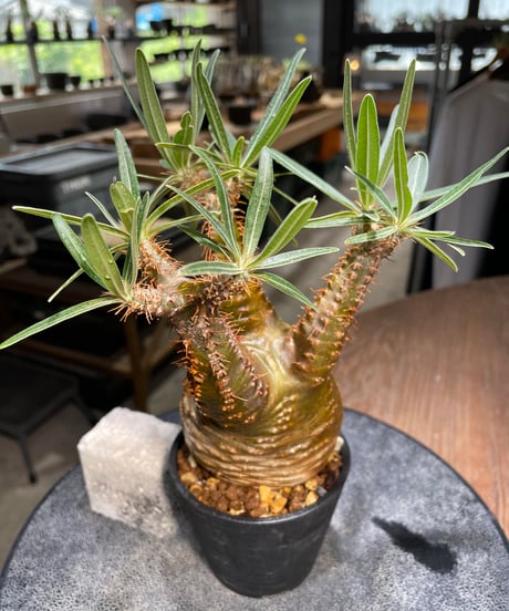 パキポディウム グラキリス　Pachypodium gracilius 　発根済　(gk-521）