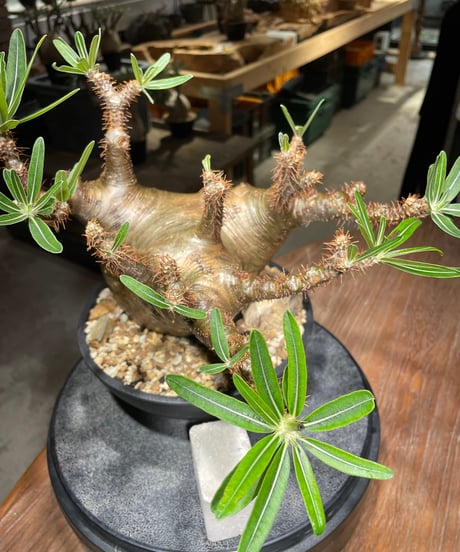 パキポディウム グラキリス　Pachypodium gracilius 　発根済　(gk-536)