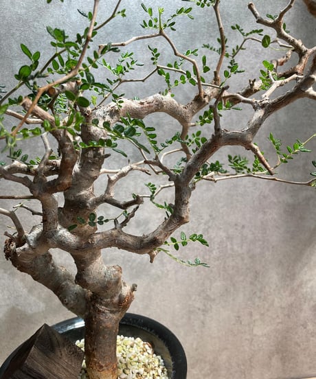 コミフォラ モンストローサ /Commiphora monstrosa　発根済　 (幹幅約3.5cm)　(商品番号mr-11)