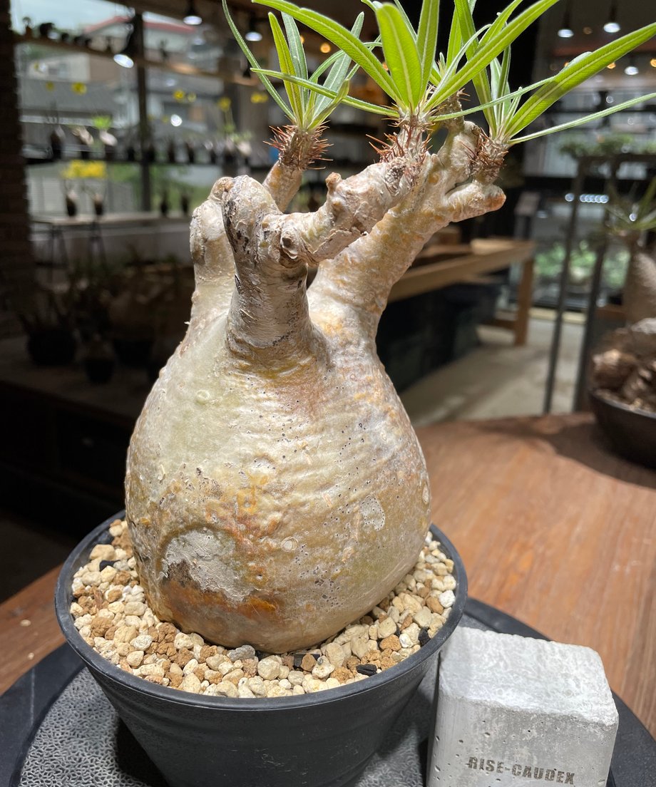 681cba5a1d2b9a958689d3ea