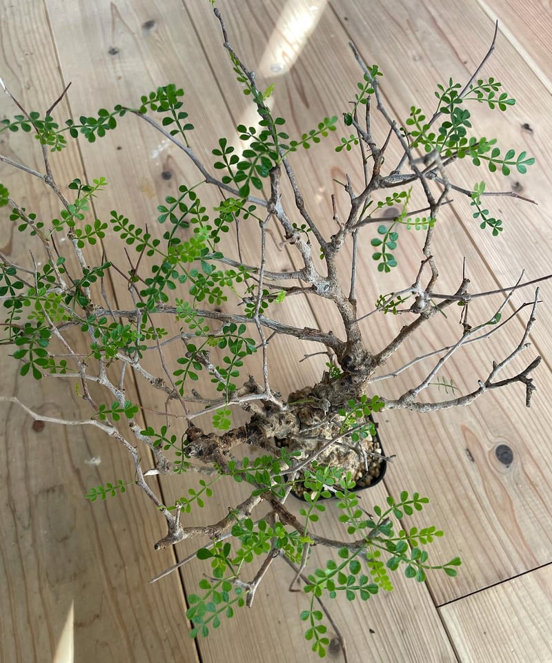 オペルクリカリア パキプス／Operculicarya pachypus 発根済 手乗りサイ