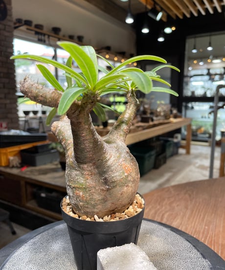 パキポディウム グラキリス　Pachypodium gracilius 　発根済　(gk-489)