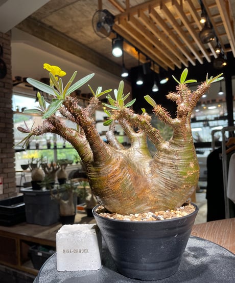 パキポディウム グラキリス　Pachypodium gracilius 　発根済　(gk-533)