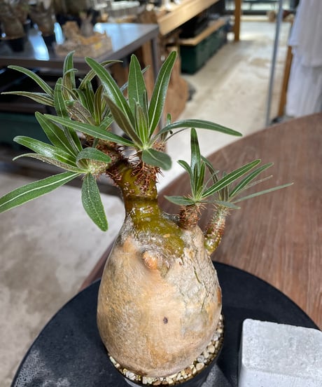 パキポディウム グラキリス　Pachypodium gracilius 　発根済　(gk-548)