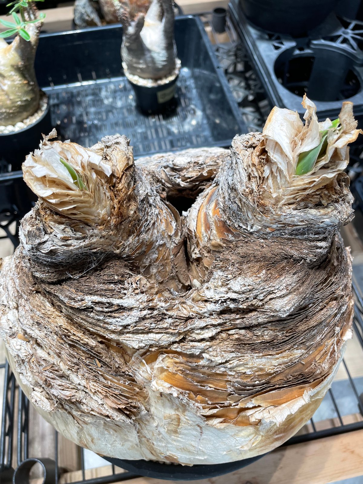 ブーファン ハエマンソイデス 発根済 (bh-004) | RISE-CAUDEX ブーファン ハエマンソイデス 発根済 (bh-004) | RISE-CAUDEX