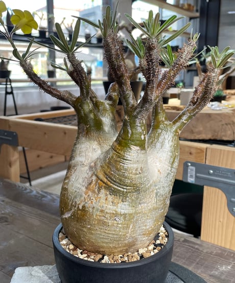 パキポディウム グラキリス　Pachypodium gracilius 　発根済　(gk-426)