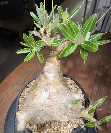 パキポディウム グラキリス　Pachypodium gracilius 　発根済　(gk-447）