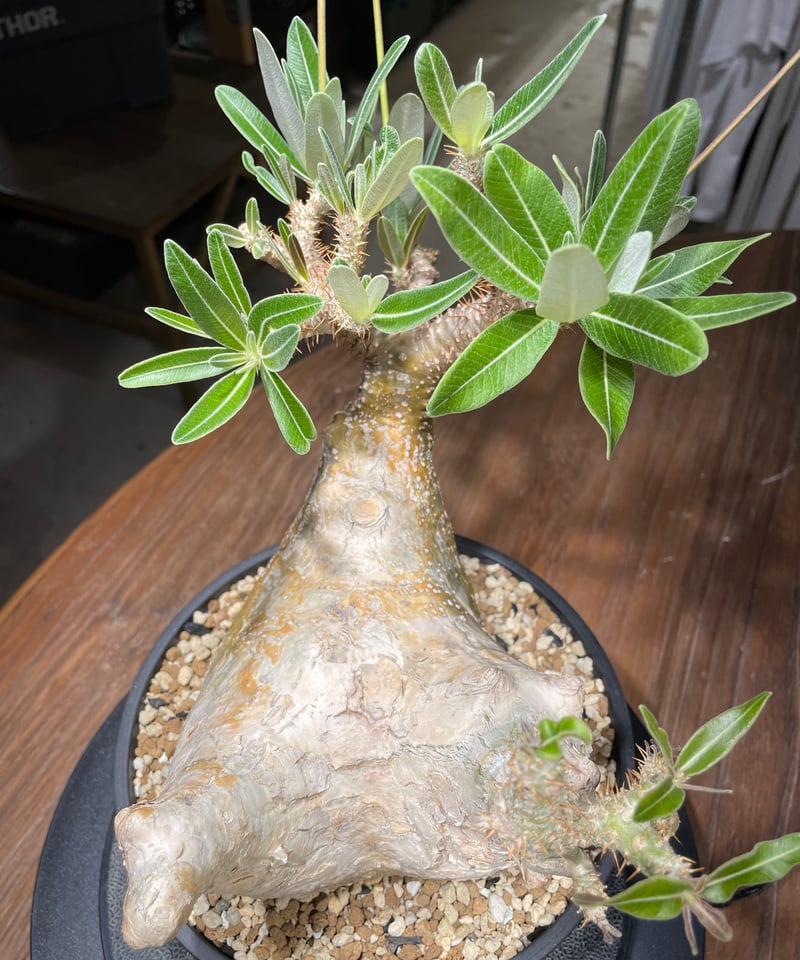 超扁平株】【良株】【短枝】【鉢ごと発送】パキポディウム グラキリス