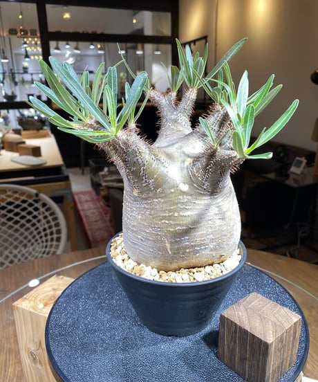 パキポディウム グラキリス　Pachypodium gracilius 　発根済　(商品番号gk-170）