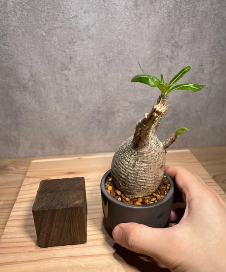 パキポディウム グラキリス　発根済　※背面現地穴跡あり　(商品番号gk-60valiem)  VALIEM 　BOWL　sizeXS　(VALIEMタグ付き)