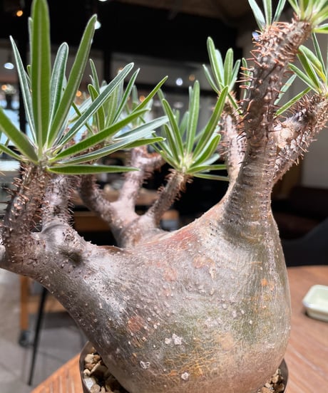パキポディウム グラキリス　Pachypodium gracilius 　発根済　(gk-405)