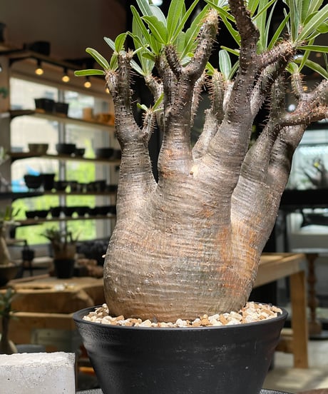 パキポディウム グラキリス　Pachypodium gracilius 　発根済　(gk-531)