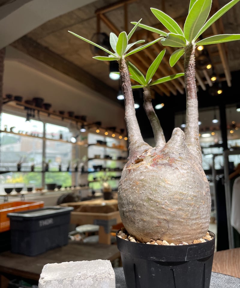 パキポディウム グラキリス Pachypodium gracilius 発根済 (gk-52