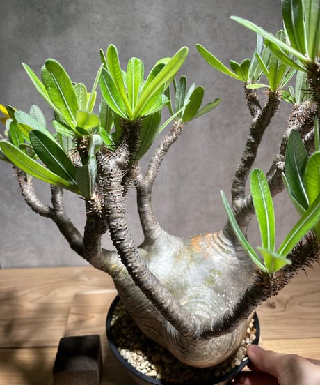 パキポディウム グラキリス　Pachypodium gracilius 　発根済　(商品番号gk-75)