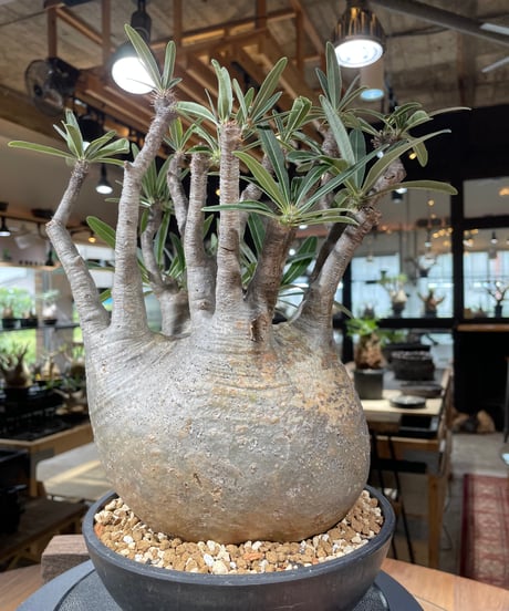 パキポディウム グラキリス　Pachypodium gracilius 　発根済　(gk-347)