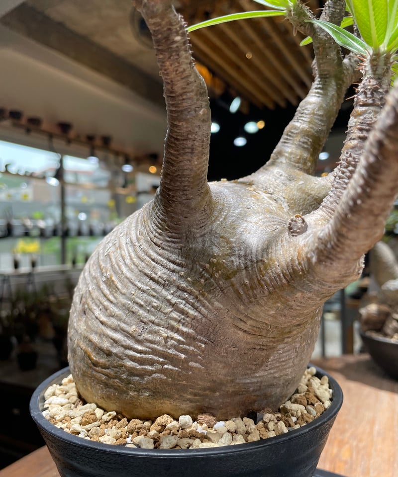 グラキリス発根済み　c10h9no2pot OT-511】発根済 パキポディウム グラキリス | KANIK OUTLET（カニック