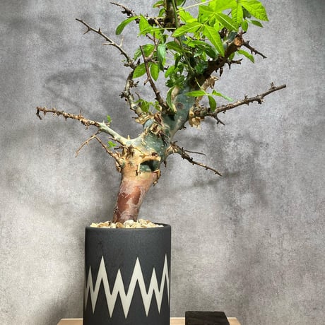 コミフォラ　クア 14