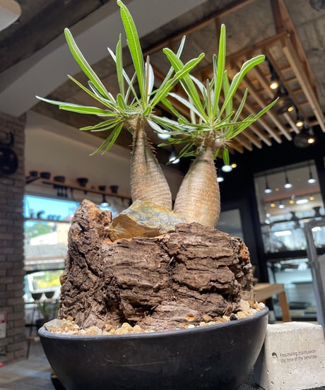 パキポディウム グラキリス　2頭　Pachypodium gracilius 　発根済　(gk-507）