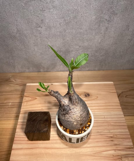パキポディウム グラキリス　Pachypodium gracilius 　発根済　(商品番号gk-65valiem)  VALIEM 　(VALIEMタグ付き)