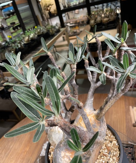 パキポディウム グラキリス　Pachypodium gracilius 　発根済　(gk-249)