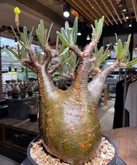 パキポディウム グラキリス　Pachypodium gracilius 　発根済　(gk-537)