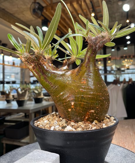 パキポディウム グラキリス　Pachypodium gracilius 　発根済　(gk-567)