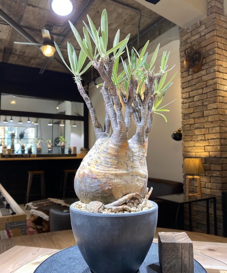 パキポディウム グラキリス　Pachypodium gracilius 　発根済　(商品番号gk-159)