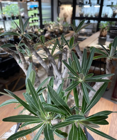 パキポディウム グラキリス　Pachypodium gracilius 　発根済　(gk-347)