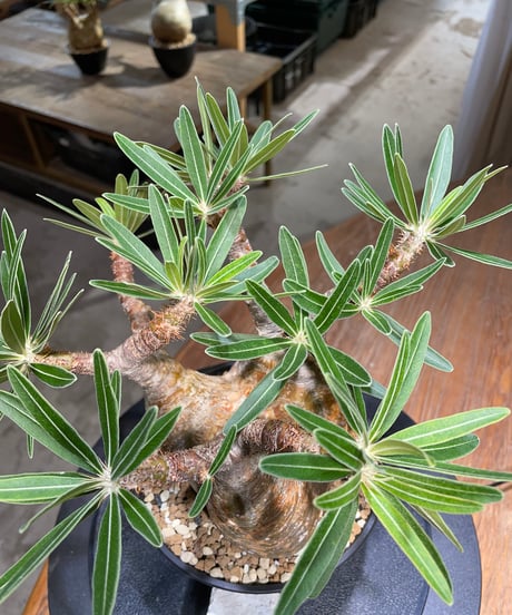 パキポディウム グラキリス　Pachypodium gracilius 　発根済　(gk-476)