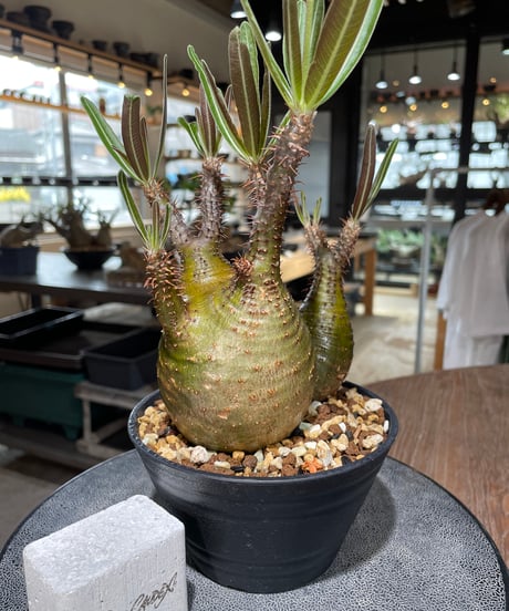 パキポディウム グラキリス　2頭　Pachypodium gracilius 　発根済　(gk-551)