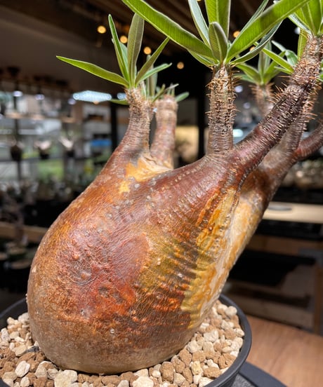 パキポディウム グラキリス　Pachypodium gracilius 　発根済　(gk-267)