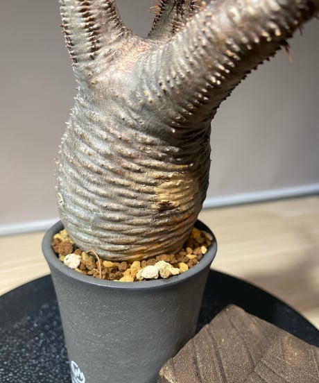 パキポディウム グラキリス　Pachypodium gracilius 　発根済　(商品番号gk-110valiem)VALIEM  (VALIEMタグ付き)