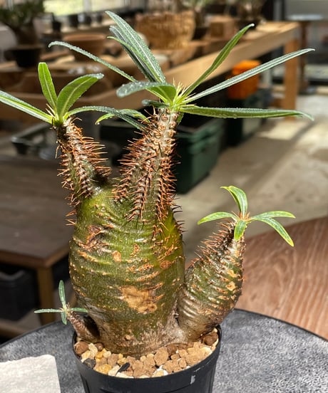 パキポディウム グラキリス　多頭　Pachypodium gracilius 　発根済　(gk-539)