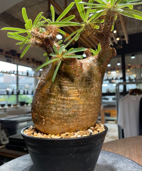 パキポディウム グラキリス　Pachypodium gracilius 　発根済　(gk-411)