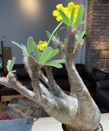 パキポディム グラキリス　Pachypodium gracilius 　発根済　(gk-205)