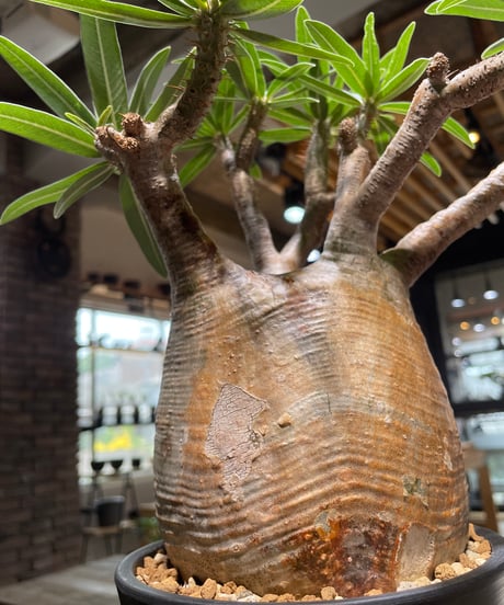 パキポディウム グラキリス　Pachypodium gracilius 　発根済　(gk-478)
