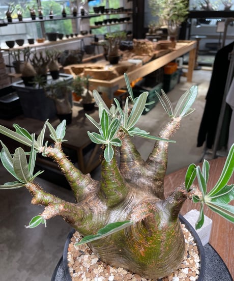 パキポディウム グラキリス　Pachypodium gracilius 　発根済　(gk-535)