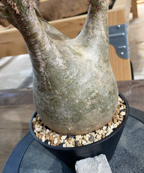 パキポディウム グラキリス　Pachypodium gracilius 　発根済　(gk-429)