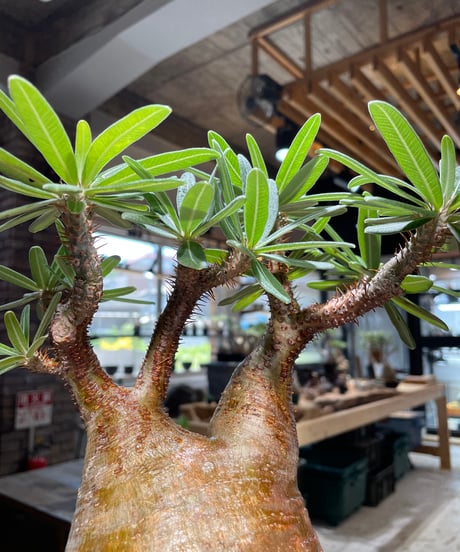 パキポディウム グラキリス　Pachypodium gracilius 　発根済　(gk-388)