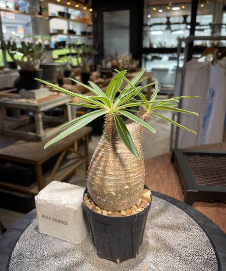 パキポディウム グラキリス　Pachypodium gracilius 　発根済　(gk-500）