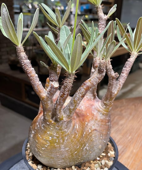 パキポディウム グラキリス　Pachypodium gracilius 　発根済　(gk-456）