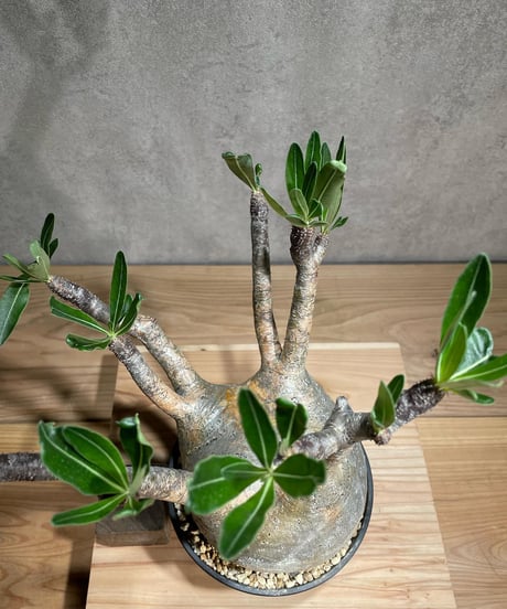 パキポディウム グラキリス　Pachypodium gracilius 　発根済　(商品番号gk-74)