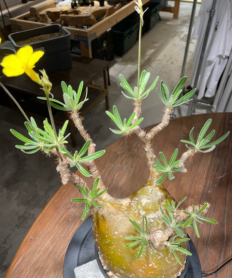パキポディウム グラキリス　Pachypodium gracilius 　発根済　(gk-448）