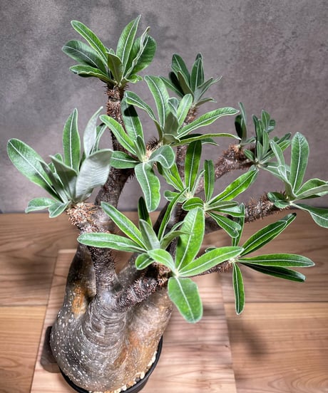 パキポディウム グラキリス　Pachypodium gracilius 　発根済　(商品番号gk-77)